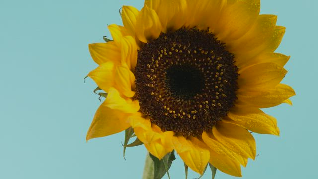 Sunflower, close up.