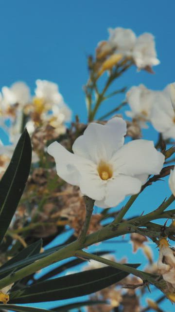 White flowers in the breeze.