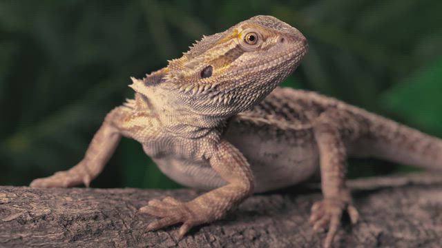 Lizard over a trunk at nature closeup.