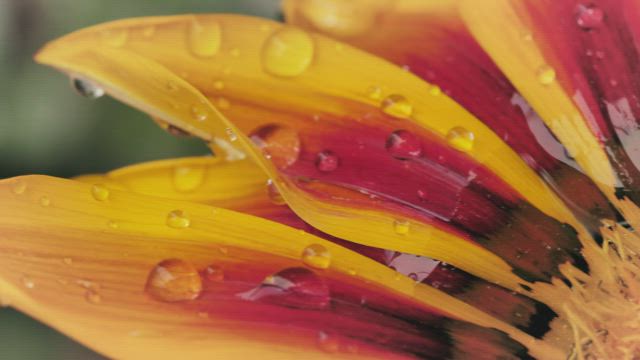 Yellow flower macro close up.