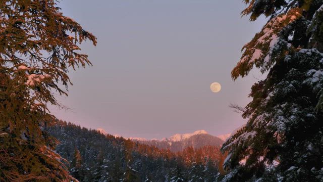 Moon in the sky a snowy forest.