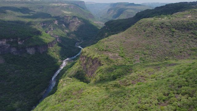 Fly over a huge canyon covered in vegetation.