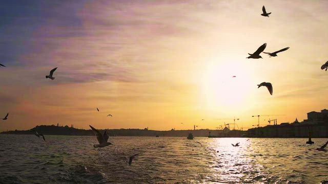 Sea birds flying in slow motion over the water as the sun sets.