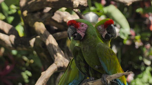 Parrots on a branch in a nature reserve.